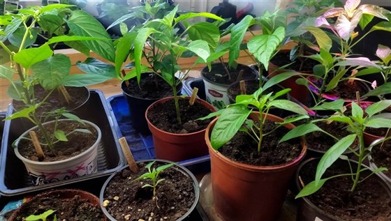 chili 2016